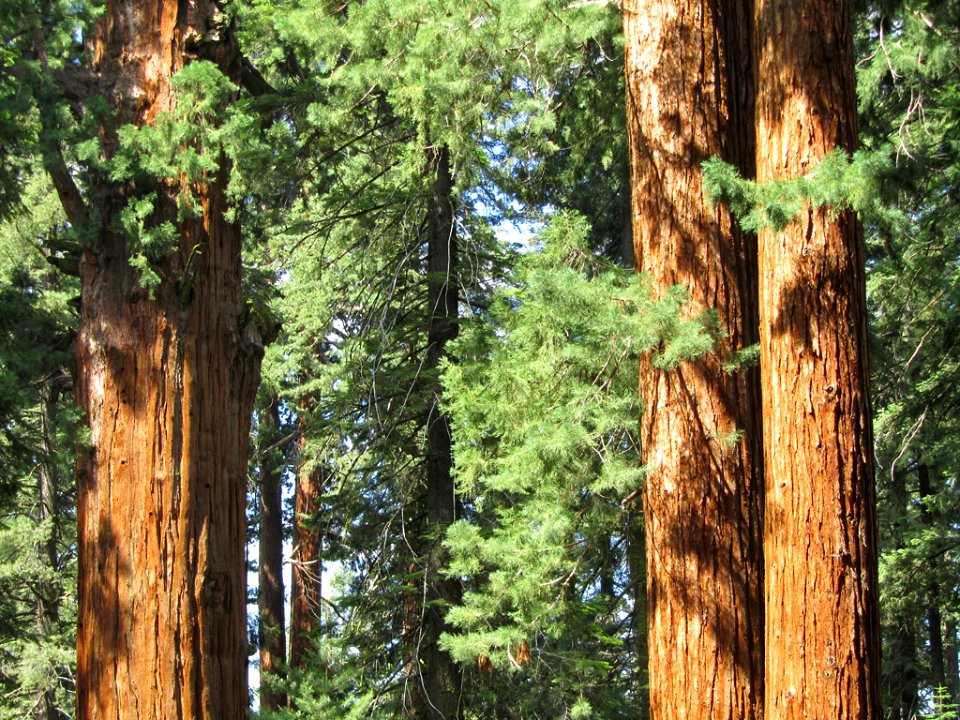 Sequoia NP in CA