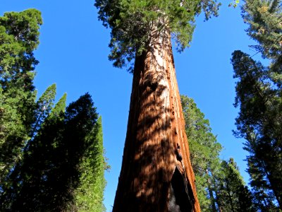 Sequoia at Kings Canyon NP in CA