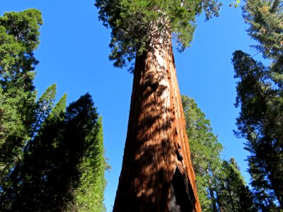 Sequoia at Kings Canyon NP in CA photo