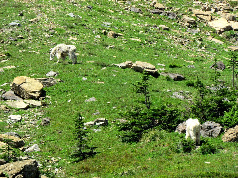Mountain Goats at Glacier NP in MT