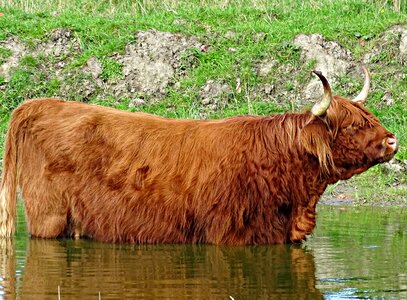 More brown cattle