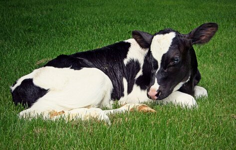 Dairy livestock bovine