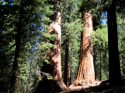 Sequoia NP in CA