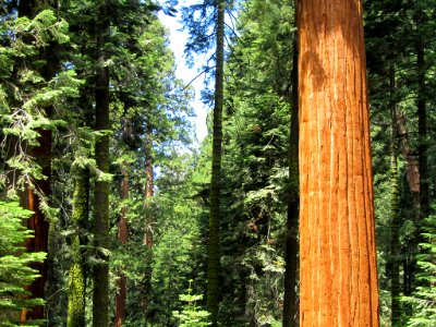 Sequoia NP in CA