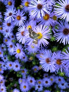 Checkered Skipper Butterfly on Asters