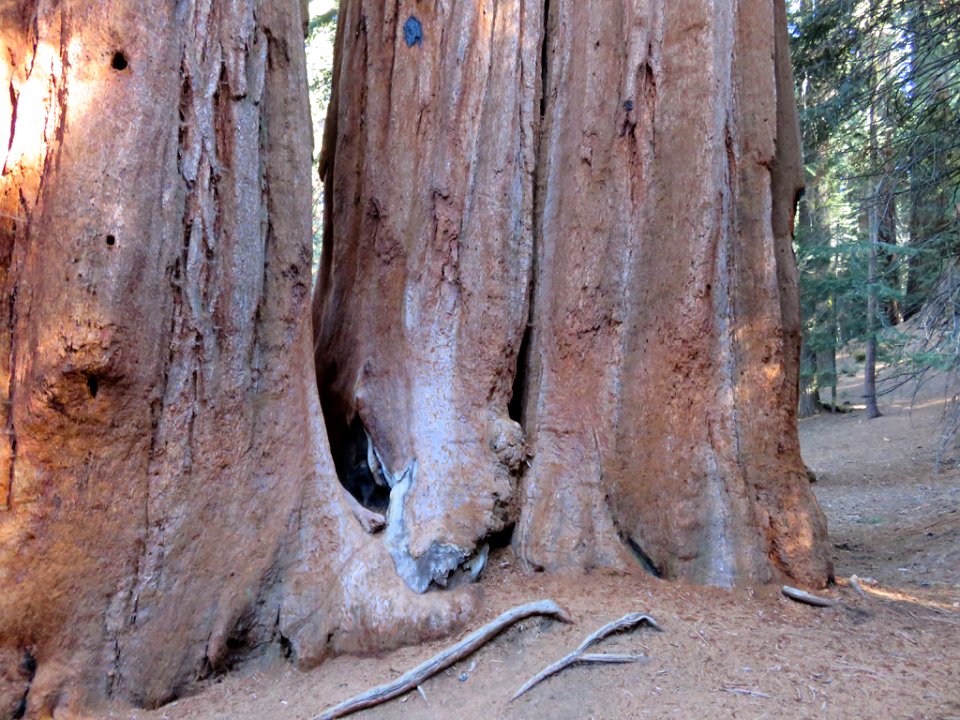 Sequoia NP in CA