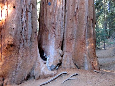 Sequoia NP in CA