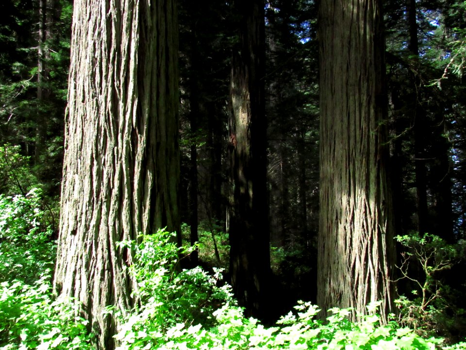 Redwoods in California