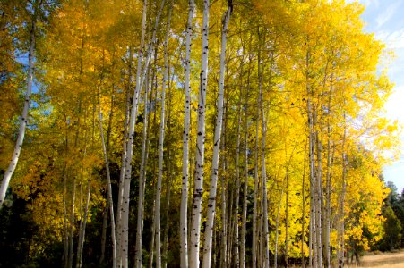 Fall in Oregon. Glowing yellow aspens photo