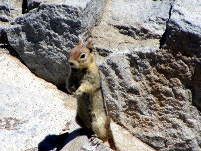 Ground Squirrel at Crater Lake NP in OR photo