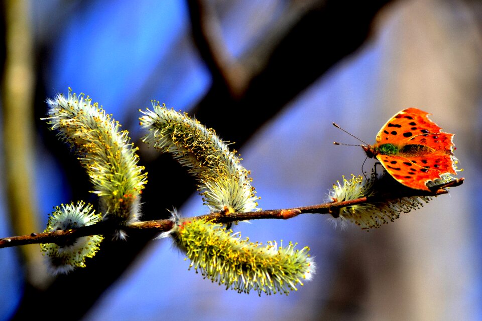 Insect nature verba