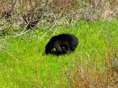 Black Bear at Yosemite NP in CA