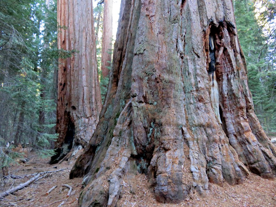 Trail Of 100 Giants at Sequoia NF in CA
