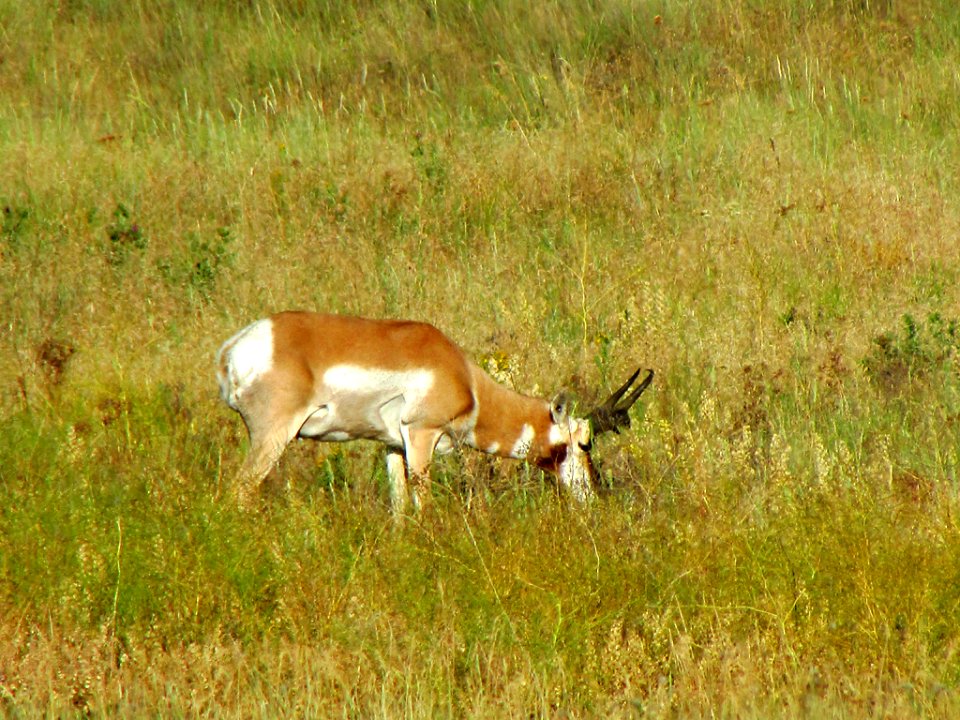 Antelope at National Bison Range in MT