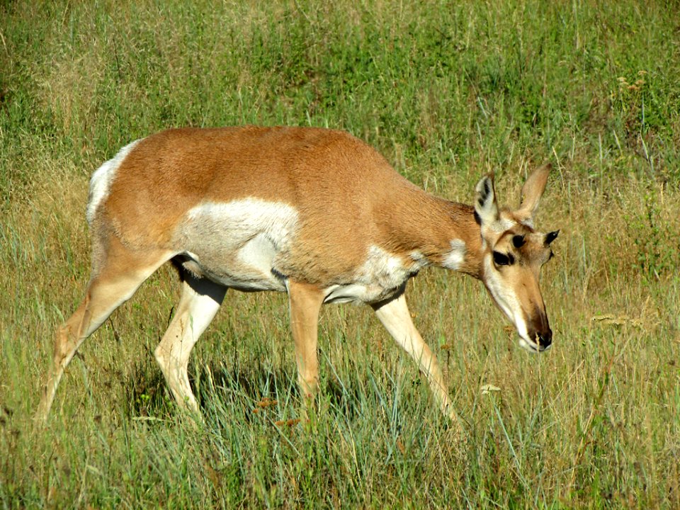 Antelope at National Bison Range in MT