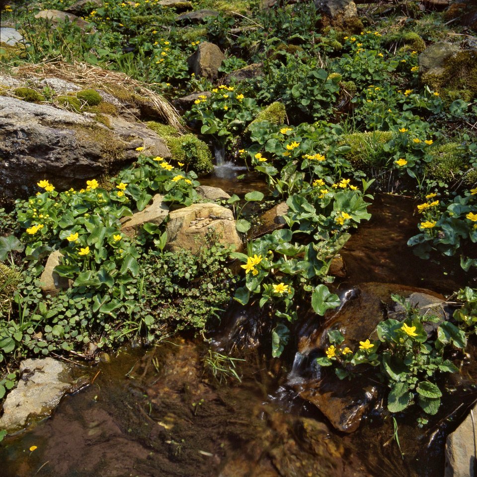 Marsh Marigold Flowers