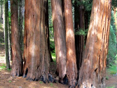 Sequoia NP in CA