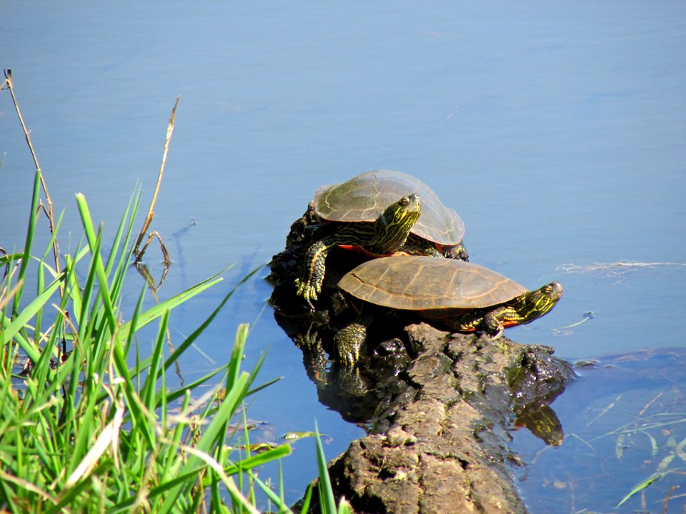Western Turtles at Steigerwald Lake NWR in WA