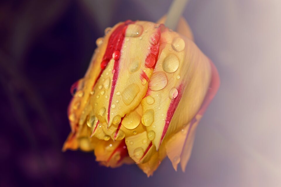Blossom bloom yellow red
