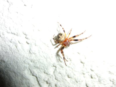 Spinne