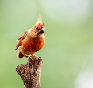 Juvenile Northern Cardinal photo