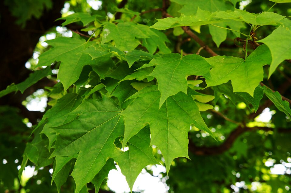 Branch closeup nature photo