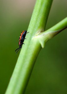 Asparagus Beetle