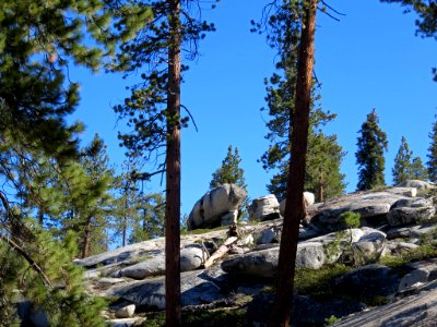 Sequoia NP in CA