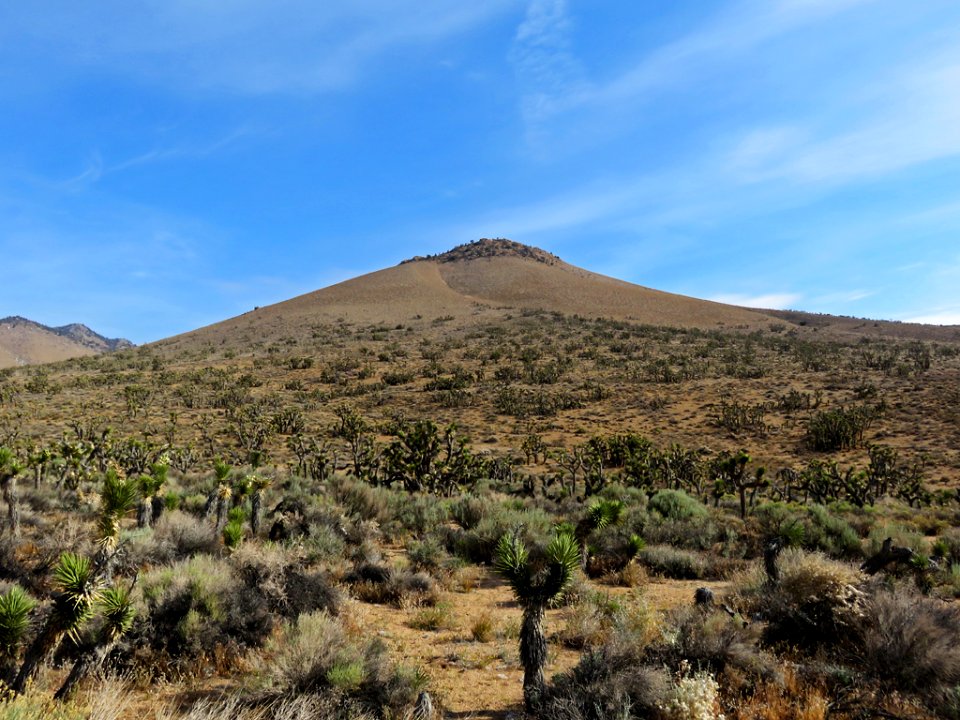 Joshua Trees near Death Valley NP in California