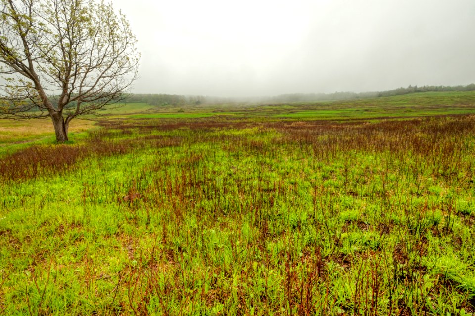 Big Meadows Green-Up Day 31