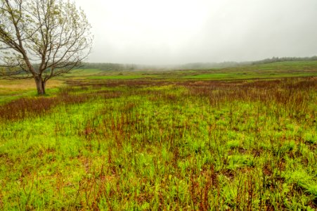 Big Meadows Green-Up Day 31