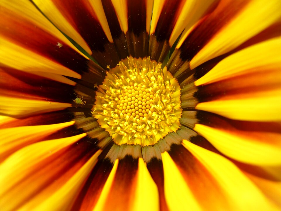 Yellow napvirág bloom garden