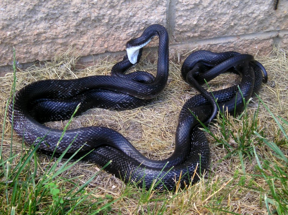 Mating Black Rat Snakes