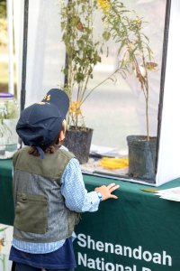 Monarch Butterfly Day 2017