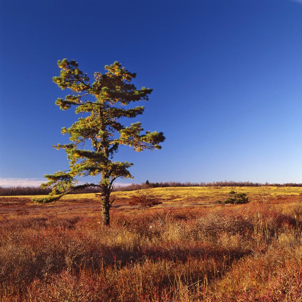 Big Meadows