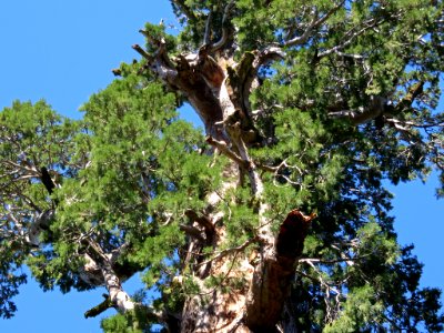 Sequoia NP in CA