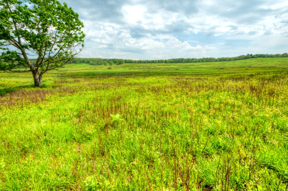 Big Meadows Green-Up Day 46