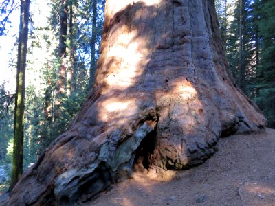 Sequoia NP in CA