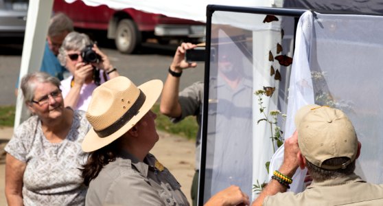 Monarch Butterfly Day 2017