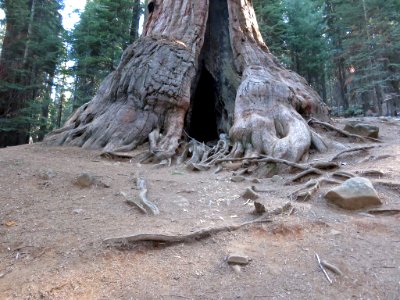 Sequoia NP in CA
