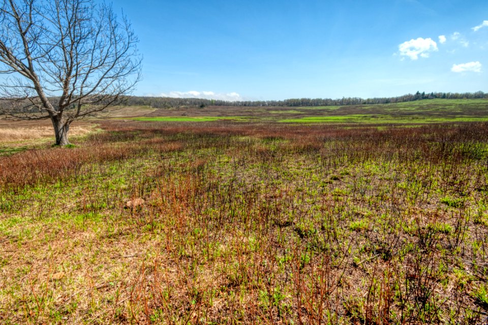 Big Meadows Green-Up Day 21
