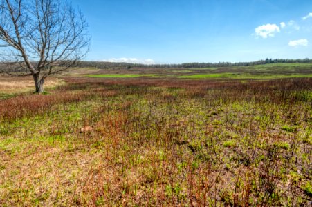 Big Meadows Green-Up Day 21