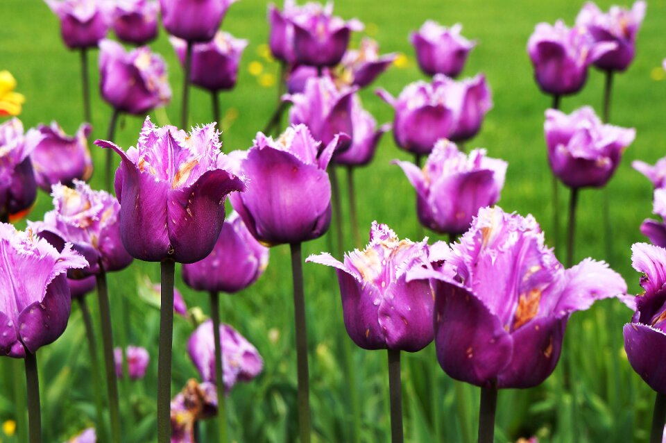 Bud bloom flower