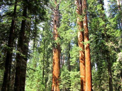 Sequoia NP in CA