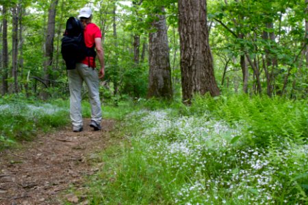 Hiker on the Appalachian Trail photo