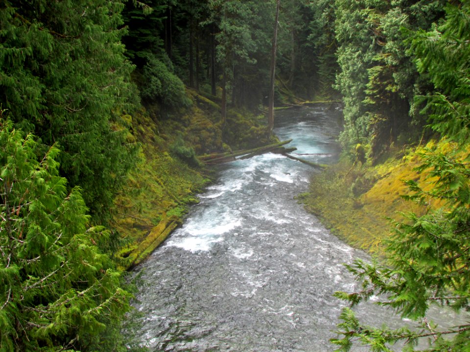 McKenzie River Trail in Central OR