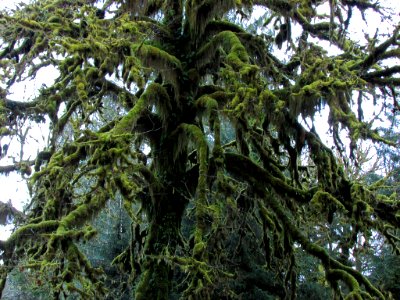 Quinault Rain Forest at Olympic NP in WA