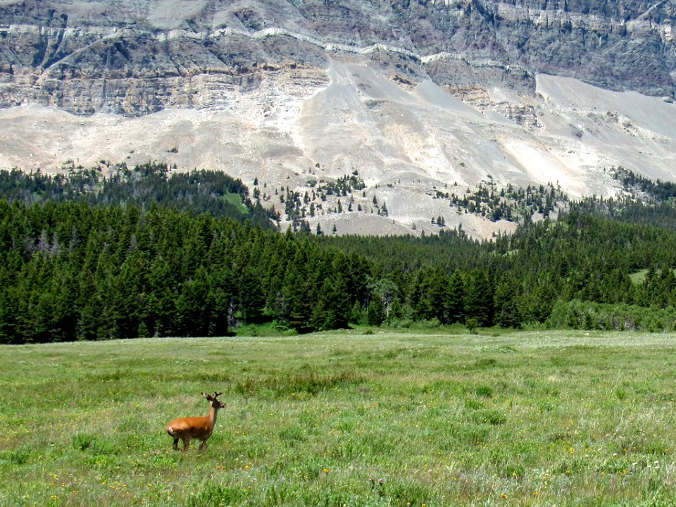 Deer at Glacier NP in Montana