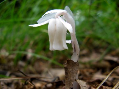 Indian Pipe