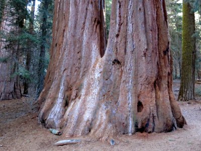 Sequoia NP in CA
